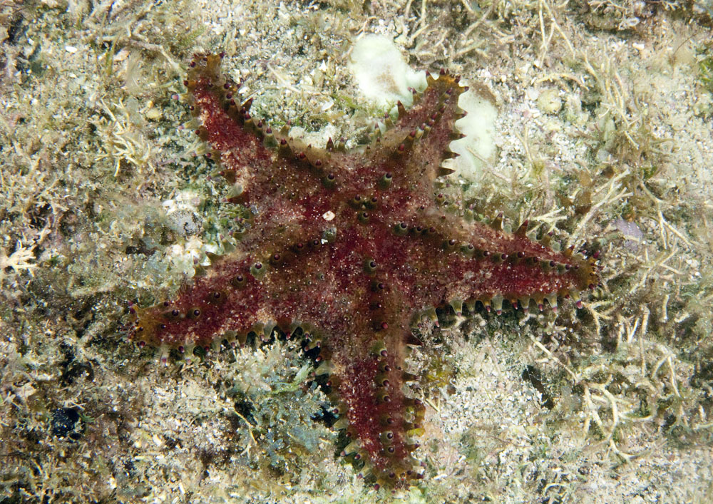 Asteropsis carinifera